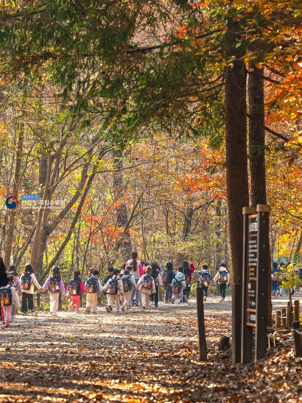 Fall walking trail at Pocheon National Arboretum