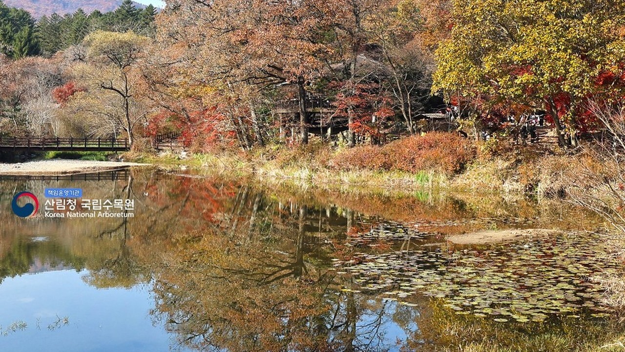 Autumn scenery of Yukrim Lake at Pocheon National Arboretum