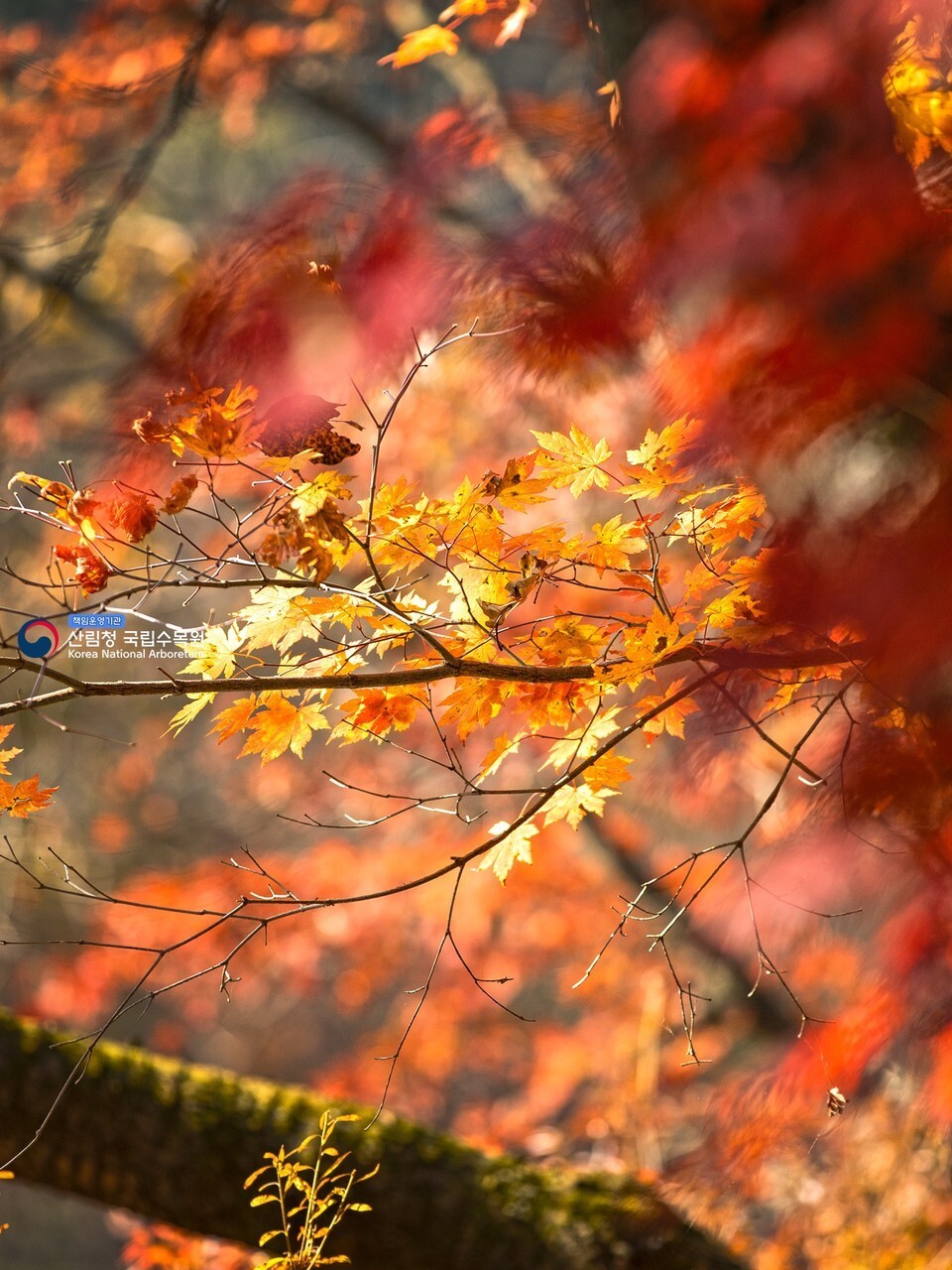 Pocheon National Arboretum Maple Leaves