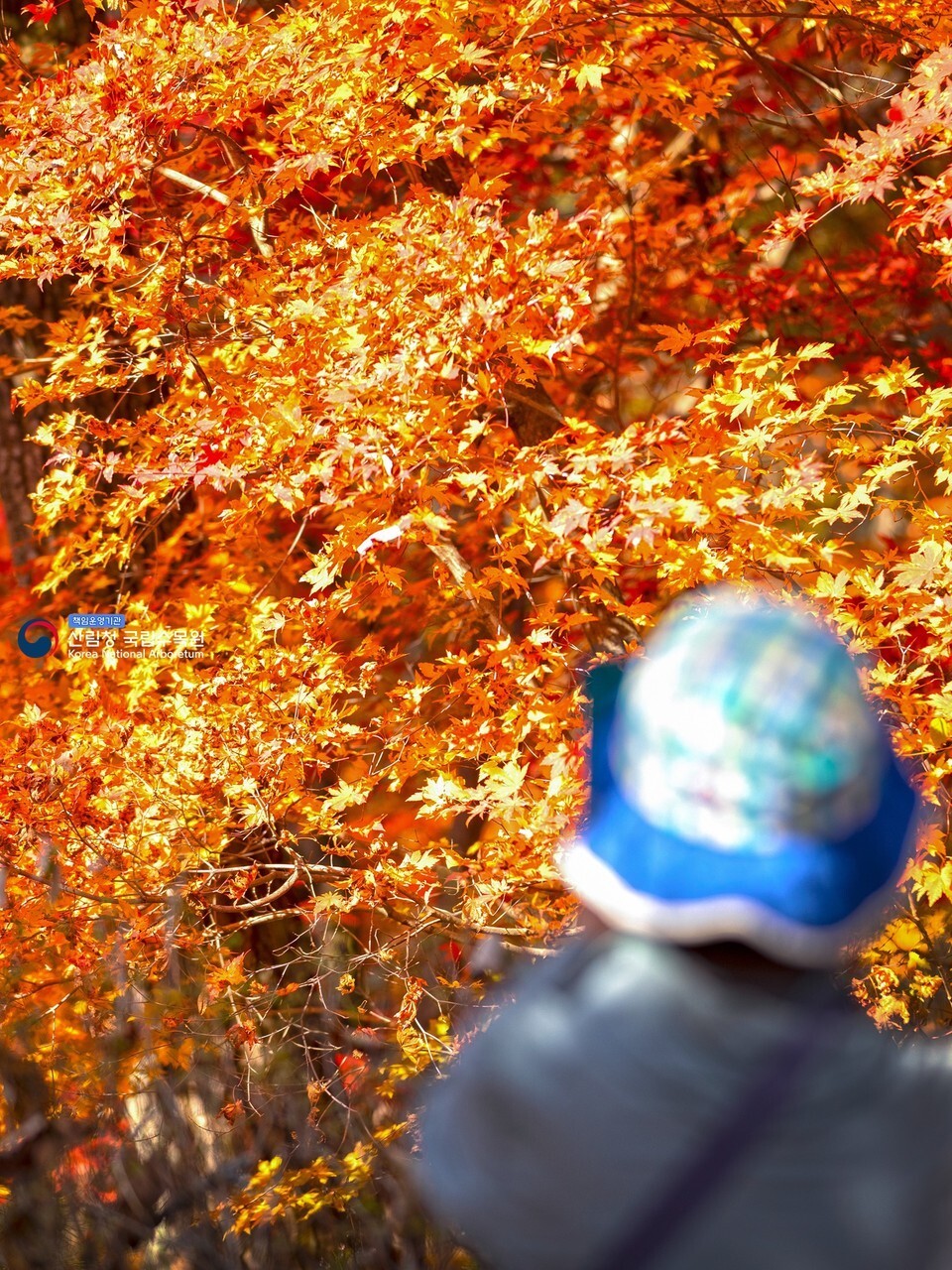 Red maple leaves at Pocheon National Arboretum