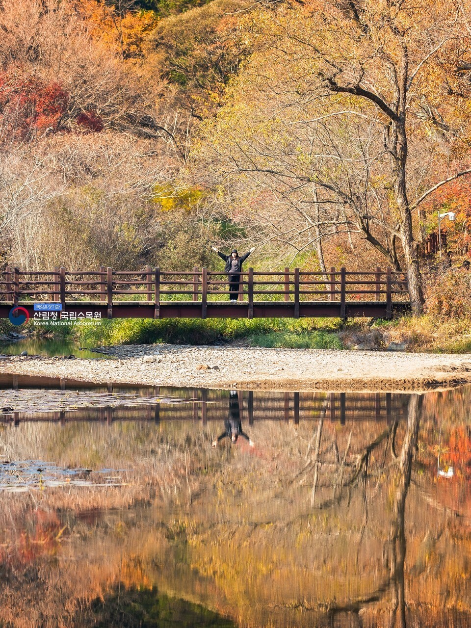 Pocheon National Arboretum Yukrimho Wooden Bridge