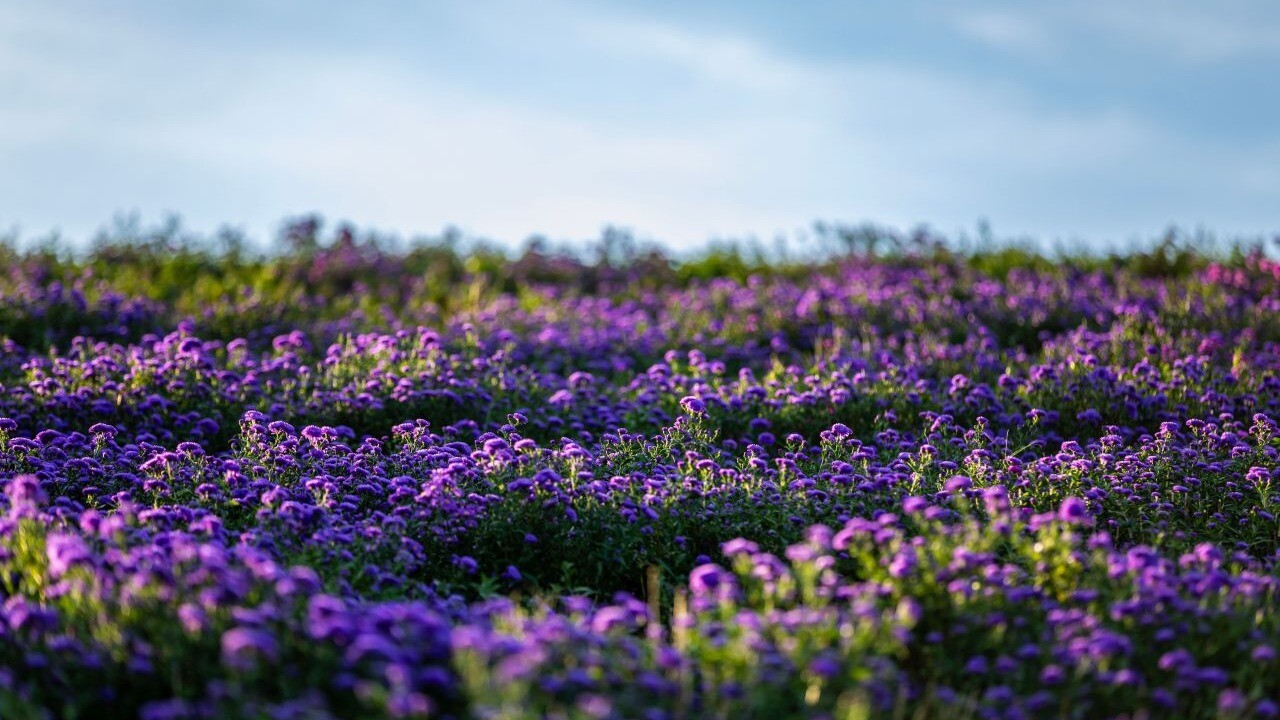 Close view of purple aster flowers on Gamaksan in Geochang