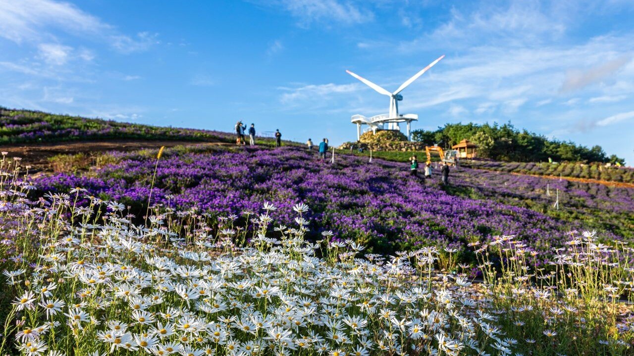 White flowers in front of purple aster fields and a wind turbine on Gamaksan