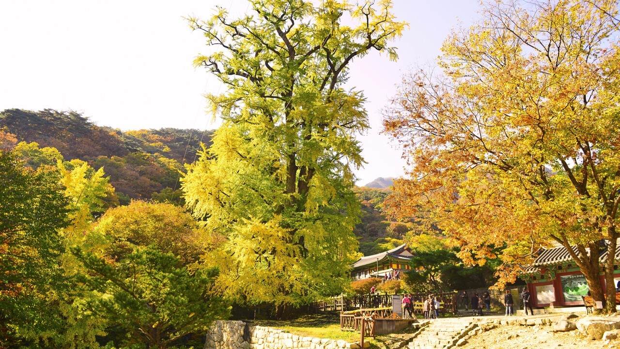 Autumn scenery on the grounds of Yongmunsa Temple in Yangpyeong