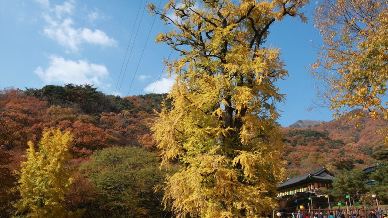 Yangpyeong Yongmunsa ginkgo tree and Yongmunsan autumn leaves