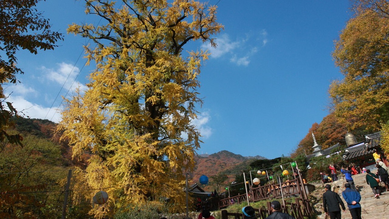 Yangpyeong Yongmunsa Temple ginkgo tree and grounds