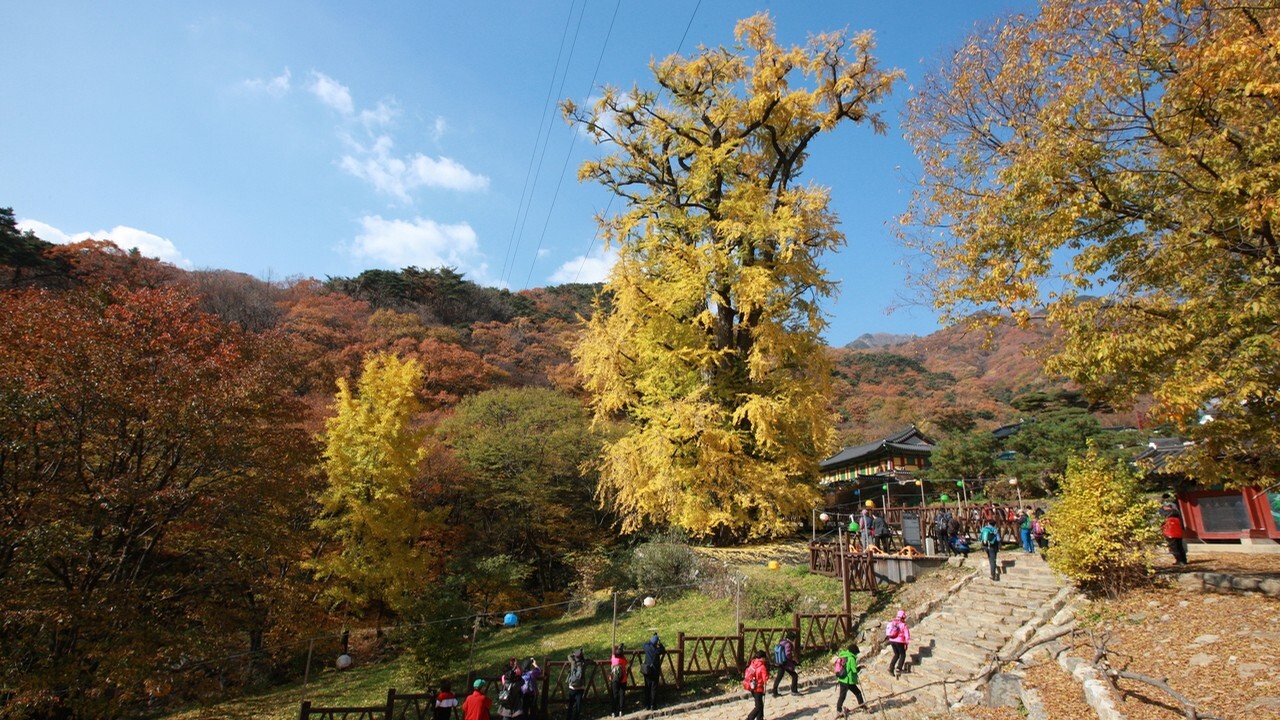 Giant ginkgo tree at Yongmunsa Temple in Yangpyeong