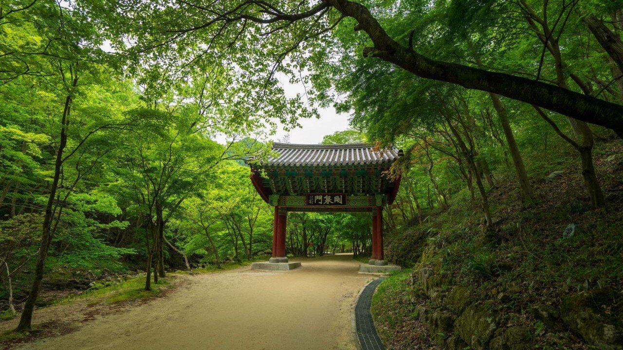 강천산 군립공원의 나무 아래 길과 기와지붕 문