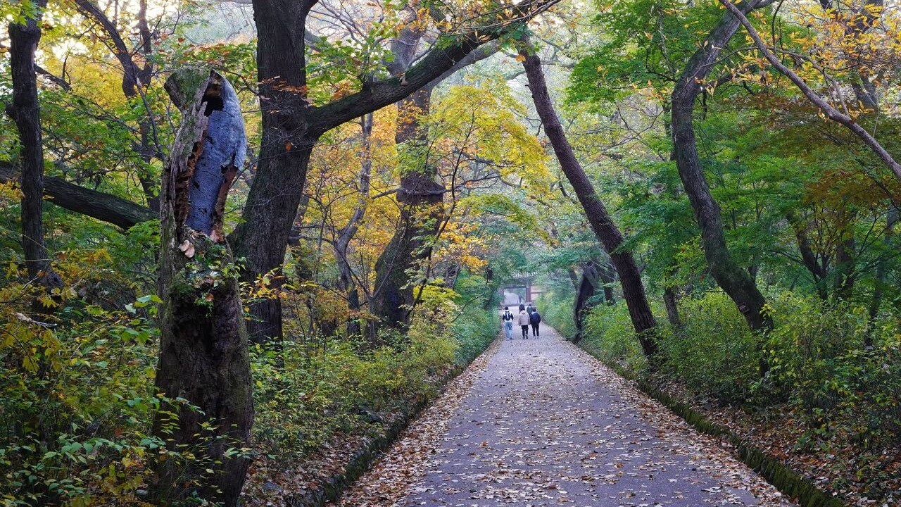 갑사로 이어지는 나무 사이의 가을 숲길