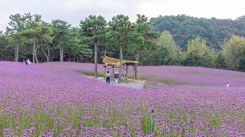 고석정 꽃밭 / Goseokjeong Flower Field