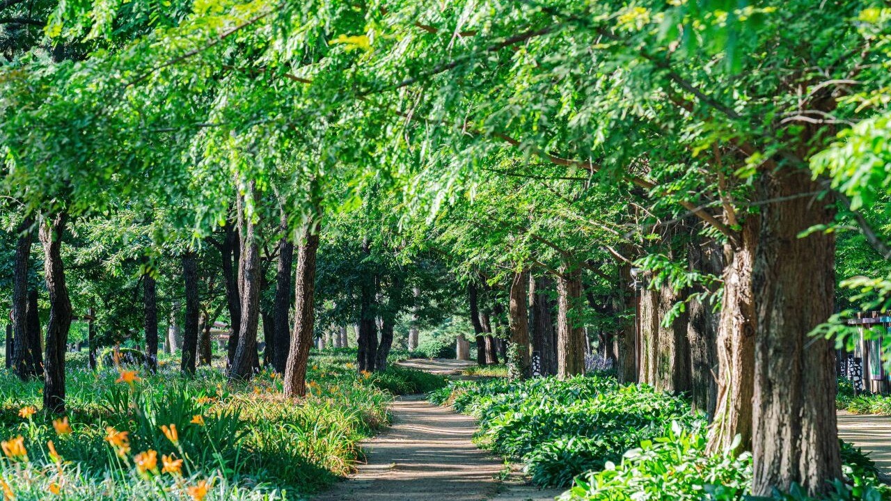 A tree-lined walking path at Ilsan Lake Park