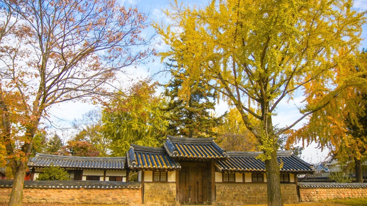 경기전의 돌담과 기와지붕 위로 뻗은 가을 나무