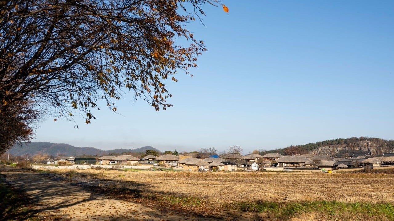 들판과 나무 너머로 보이는 안동 하회마을의 지붕