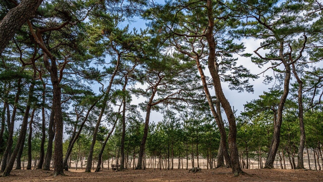 안동 하회마을 솔숲의 소나무 줄기와 가지