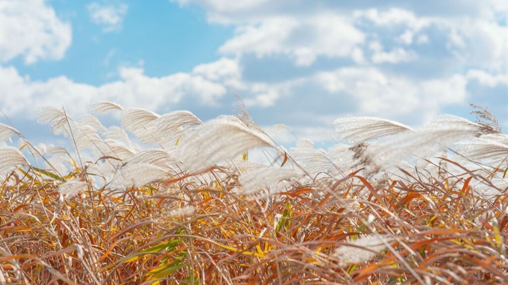 하늘공원 — 서울특별시 마포구 상암동