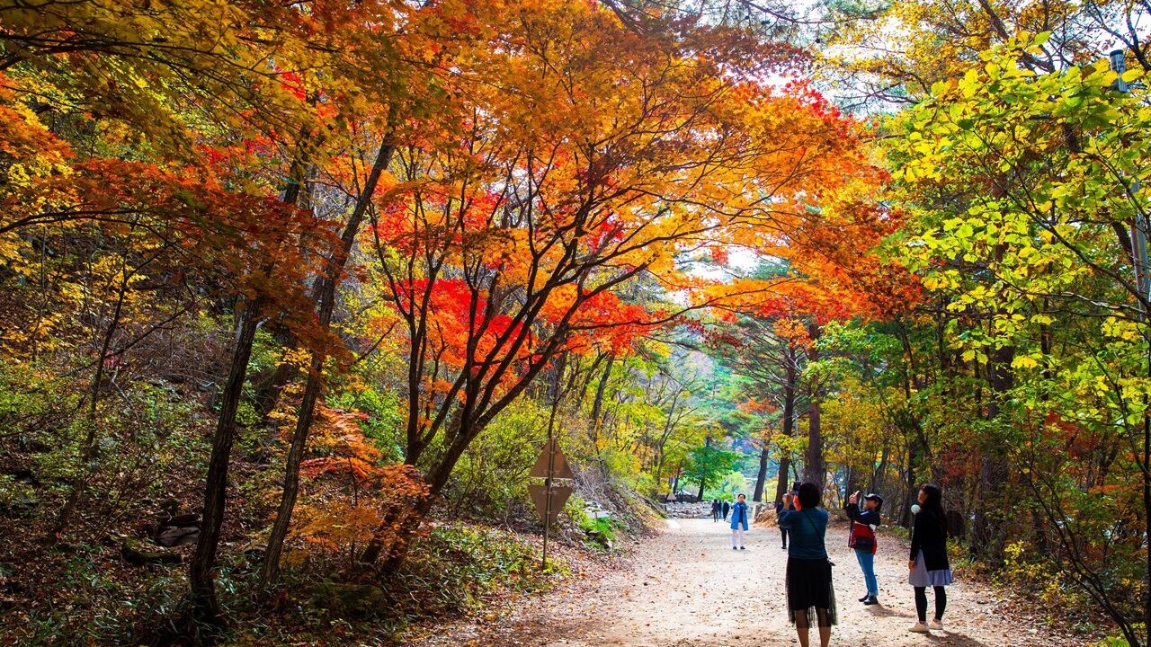 홍천 은행나무숲 안의 길과 붉게 물든 주변 나무, 걷는 방문객들