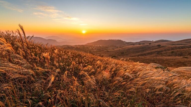 Hwangmaesan Silver Grass: Golden Fields and Mountain Ridges