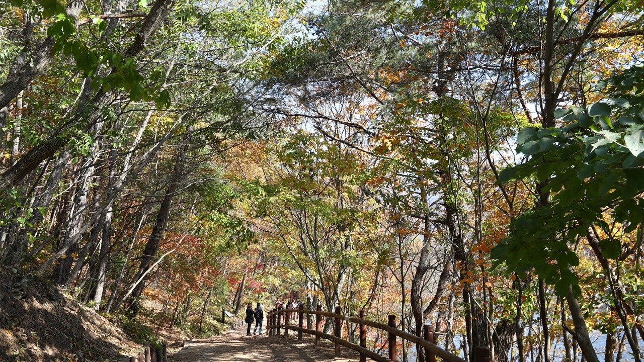 주산지 물가를 따라 나무 그늘과 목재 난간이 이어지는 산책길