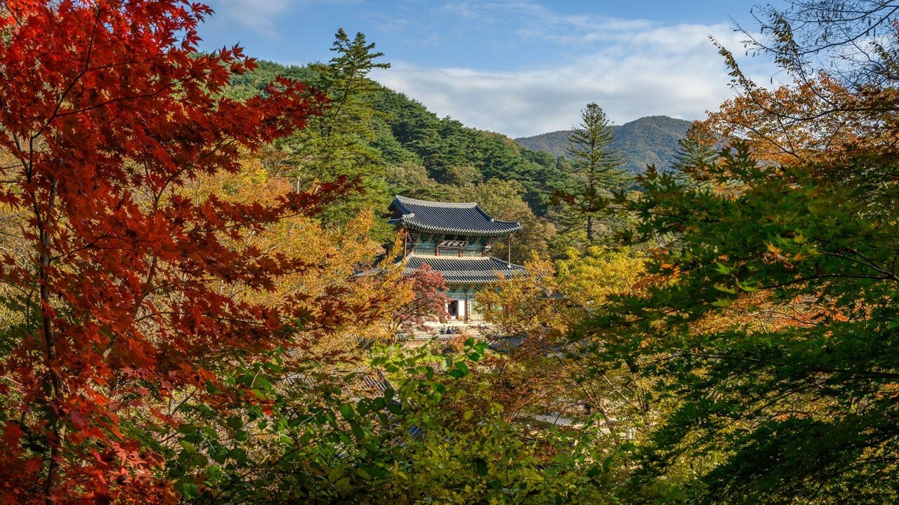 가을 나무 사이로 보이는 마곡사 대웅보전