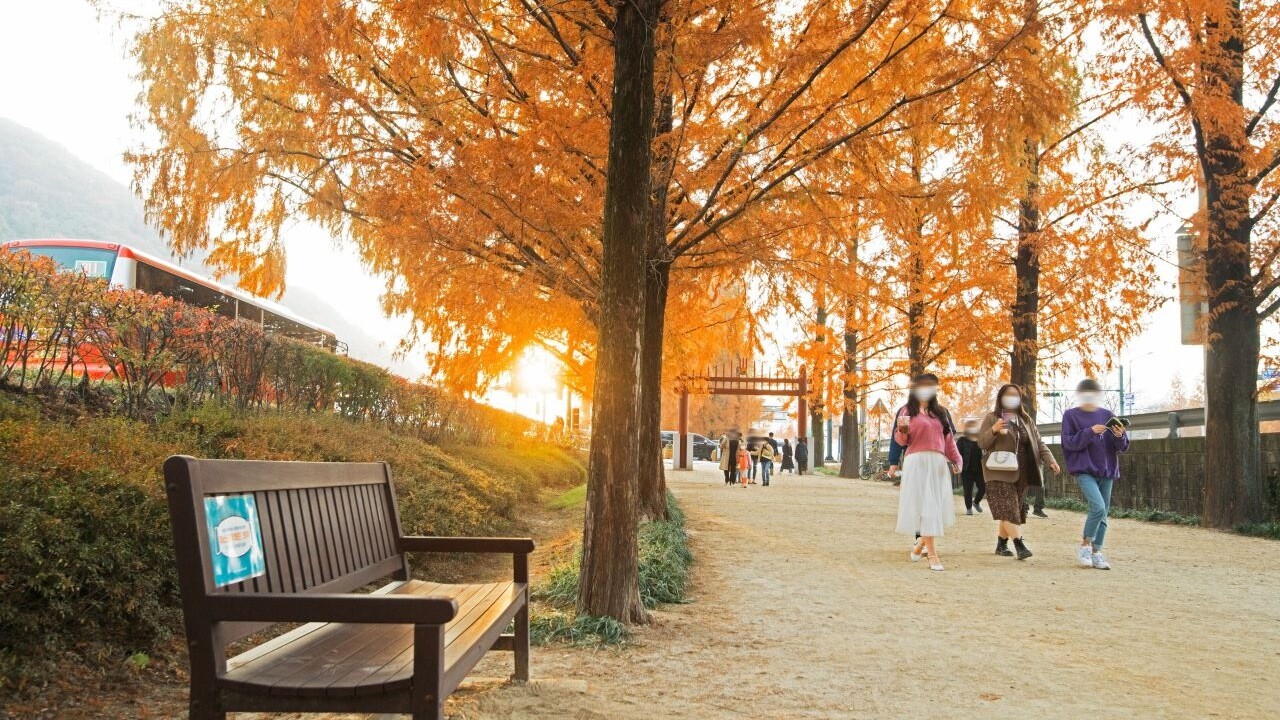 담양 메타세쿼이아길의 벤치와 길을 걷는 사람들