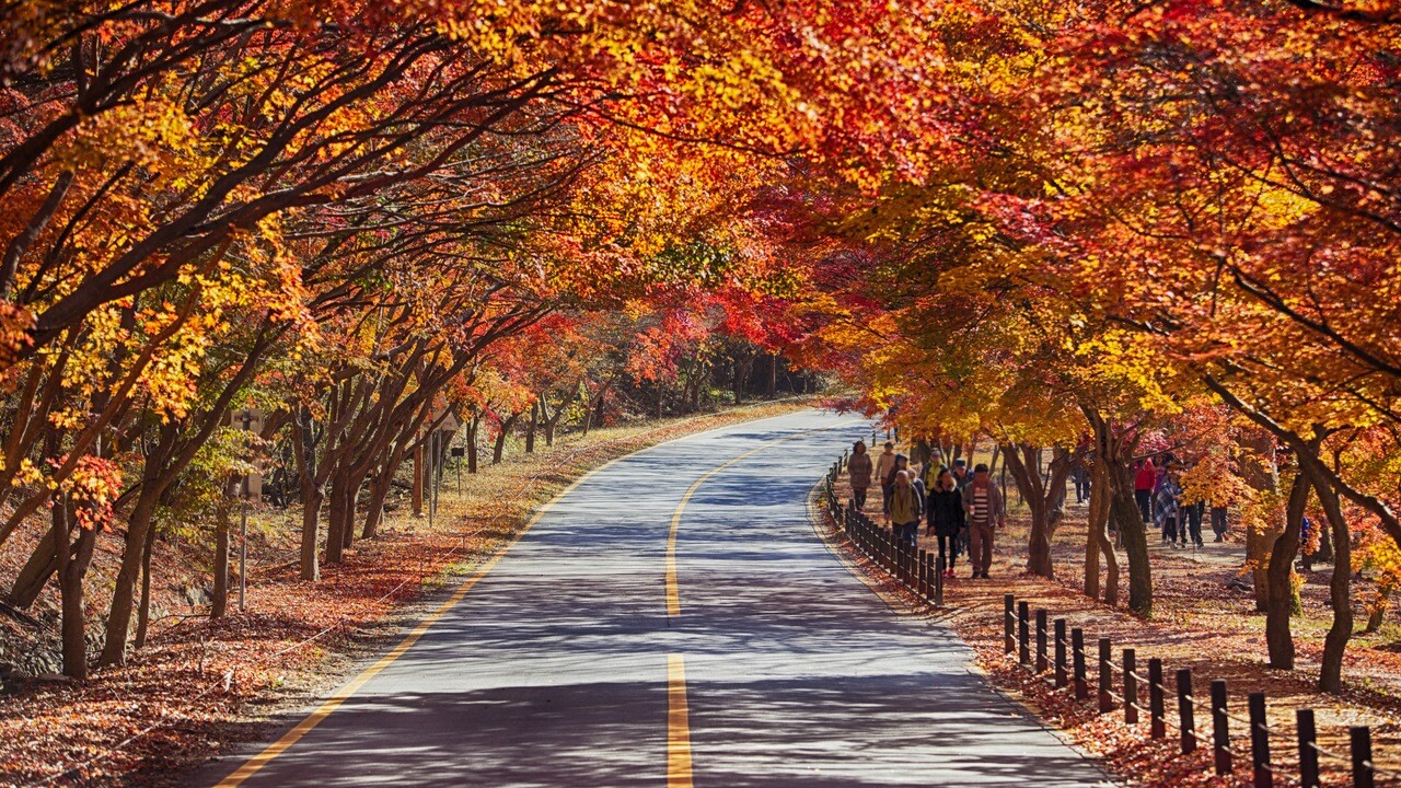 Overlapping tree branches above a curving path in Naejangsan National Park