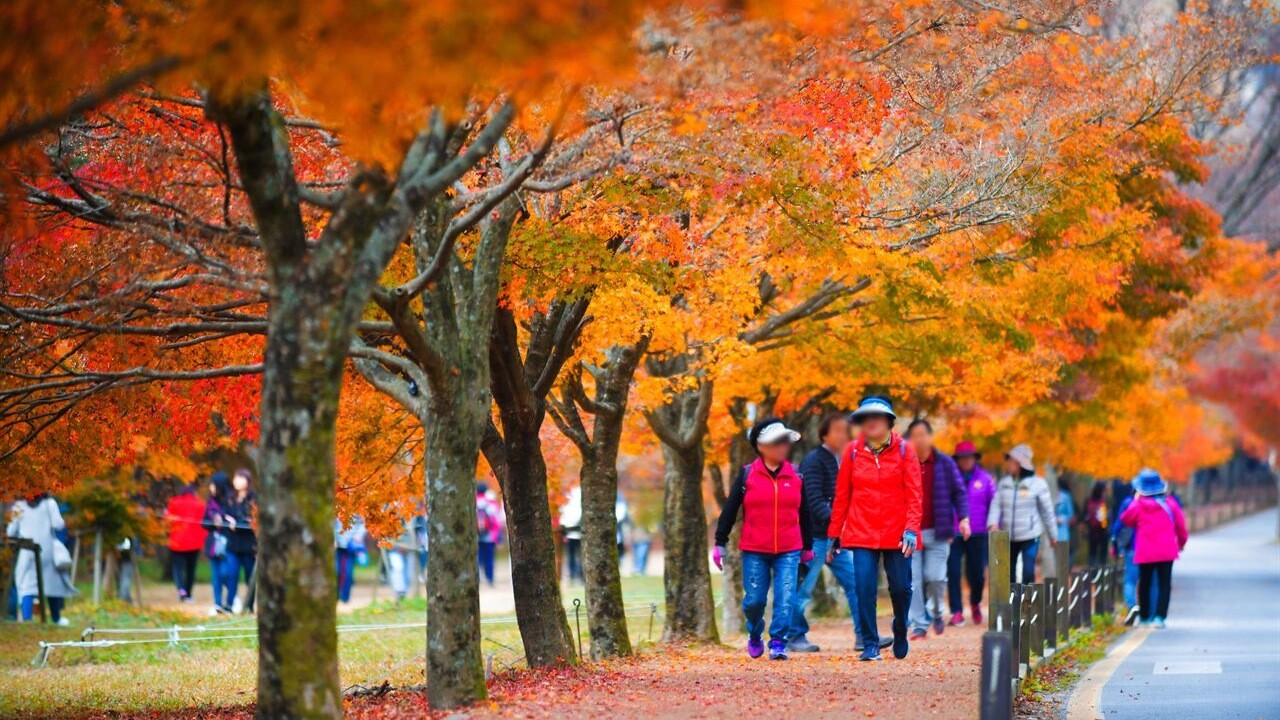 People walking beside the trees in Naejangsan National Park