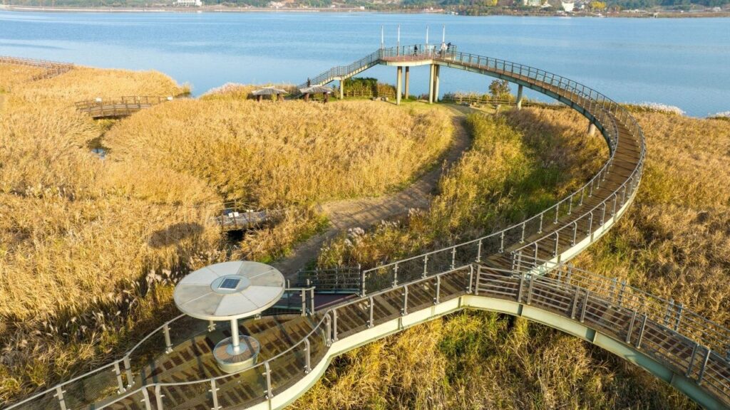 신성리 갈대밭 — 충청남도 서천군 한산면