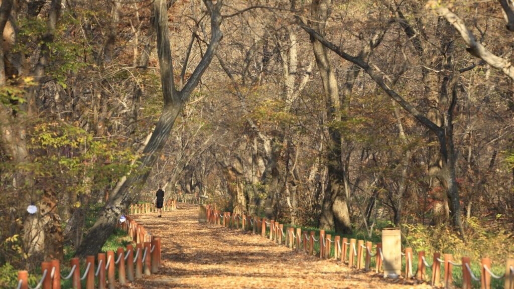 함양 상림공원 — 경상남도 함양군 함양읍