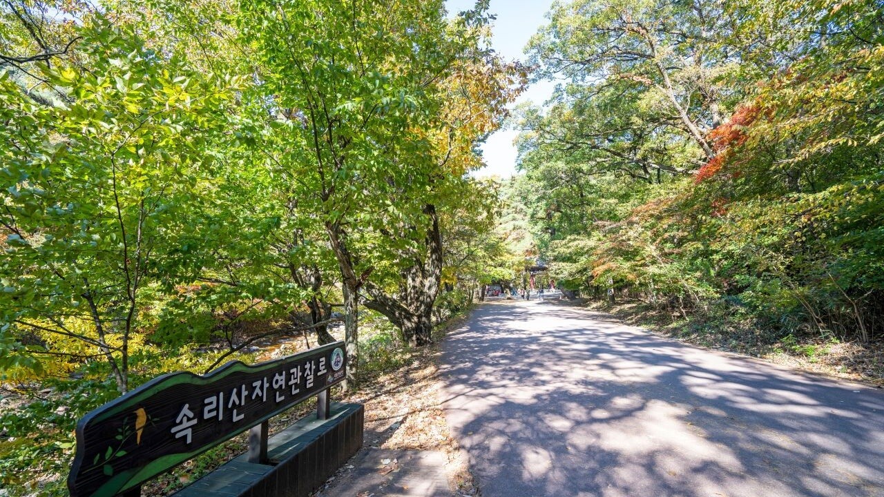 속리산 자연관찰로와 사찰 방향으로 이어지는 넓은 길