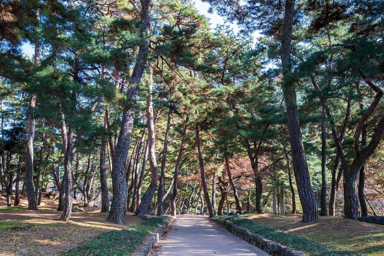 소수서원 주변 송림의 굽은 소나무 줄기와 흙길
