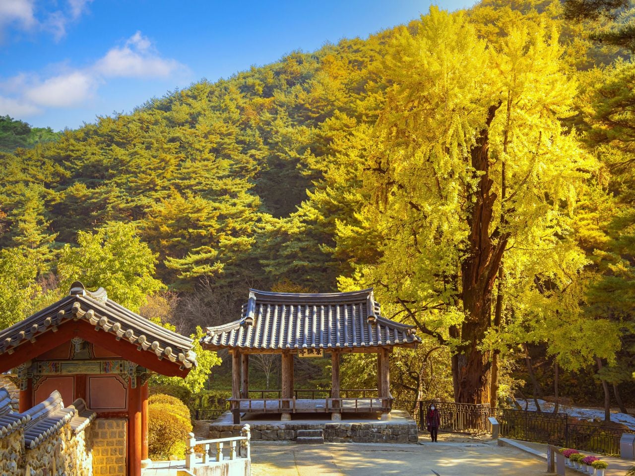 소수서원 가을 풍경, 경렴정과 은행나무가 어우러진 모습