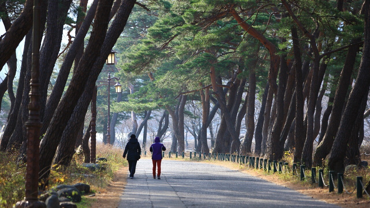 운문사로 이어지는 길 양옆의 소나무와 길을 걷는 사람들